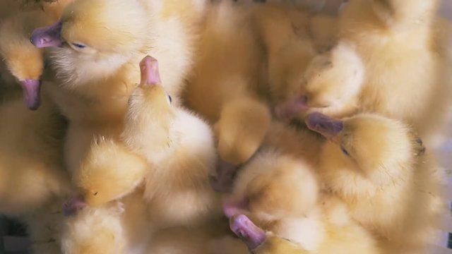 Top view of many little ducklings swarming closely to each other