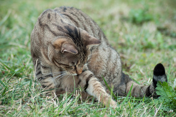 portrait of grey cat playing with prey  in grass