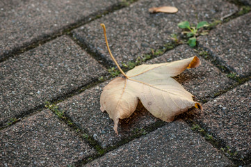closeup of autumnal maple leaf on cobblestone floor