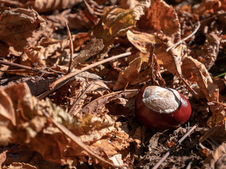Herbstlicher Waldboden