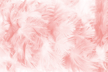Fototapeta premium Koralowy różowy rocznika koloru trendów piórka tekstury tło