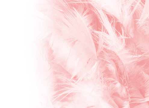 Coral Pink vintage color trends feather texture background 