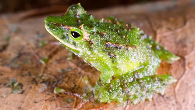 Espada's Robber Frog (Pristimantis galdi) from the Cordillera del Condor in southern Ecuador