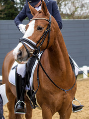 sports horse in the tournament