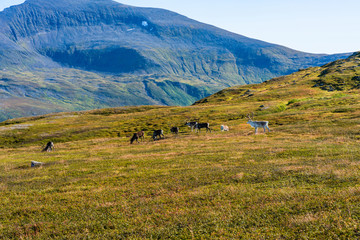 Fototapeta na wymiar View of the mountains and hills around Tromso with grazing herd of reindeer. Norway