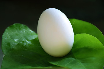 egg on the leaf