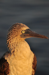 Blue Footed Boobie