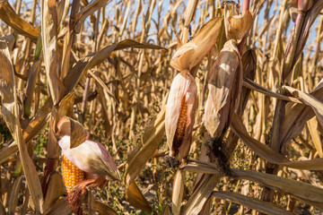 a field of corn dried up in the hot summer

