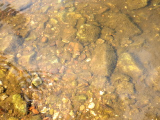 clear waters on the river with fish