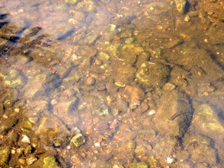 clear waters on the river with fish