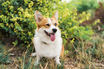 Beautiful dog pembroke welsh corgi winks and smiles among yellow leaves, portrait