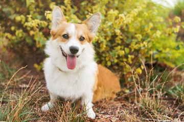beautiful corgi fluffy close up portrait at the outdoor in autumn park