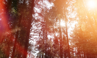 The tops of evergreen trees against the sky