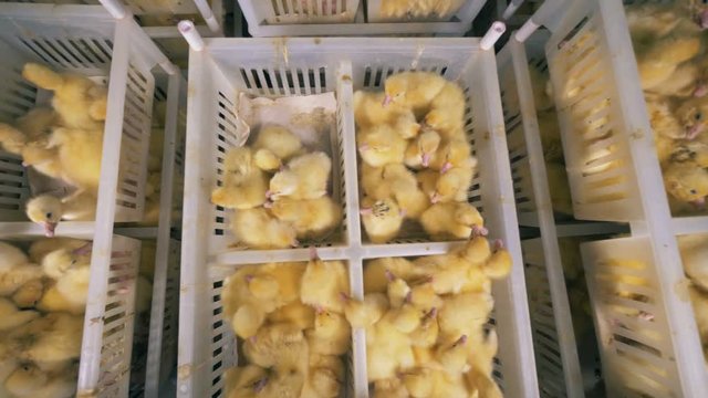 Plenty of plastic containers filled with newborn ducklings in a top view