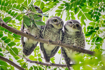 3 birds that live as families are located on the branches of trees with a white background.Spotted owlet are natural wildlife. Resident of open habitats including farmland and human habitation.