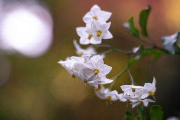 Blätter und Blüten