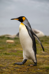 Fototapeta na wymiar penguin in the arctic
