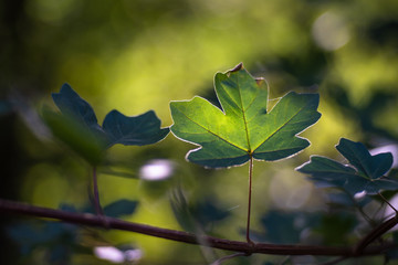 Blätter und Blüten