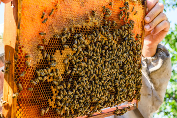 Bees on the honeycomb. Apicultural concept. Closeup