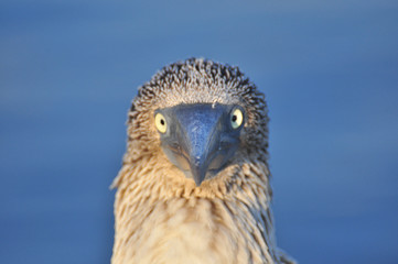 Blue Footed Boobie