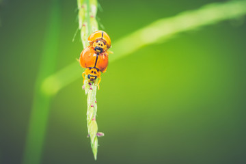 ladybugs breeding on grass, ladybug is beautiful small insects, blurred green nature background 
