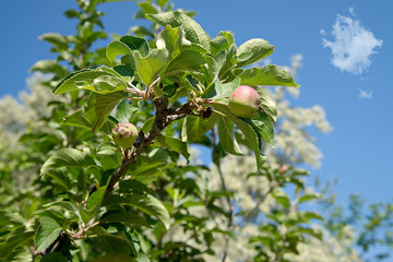 Ветка с яблоком