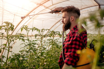 Young man in greenhouse spraying plants