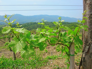Fototapeta na wymiar Young vines in Slovenia