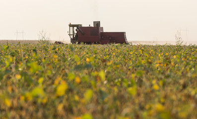 Harvesting of soy bean field with combine