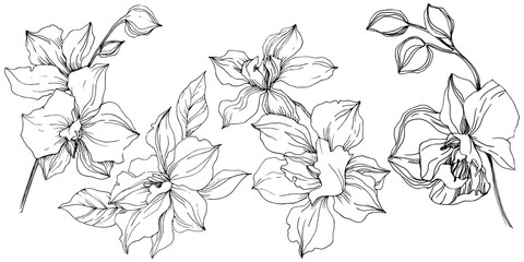 Vector tropical orchid flower. Floral botanical flower. Isolated illustration element. Vector wildflower for background, texture, wrapper pattern, frame or border. © yanushkov