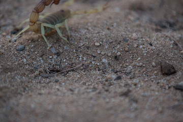 a scorpion is hunting in africa