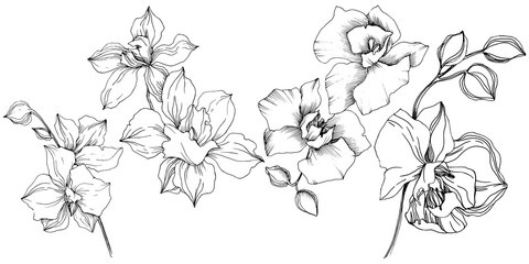 Vector tropical orchid flower. Floral botanical flower. Isolated illustration element. Vector wildflower for background, texture, wrapper pattern, frame or border. © yanushkov