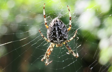 Araneus spider on spiderweb in the garden, closeup