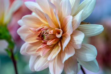 closeup of pink flower Chrysanthemum