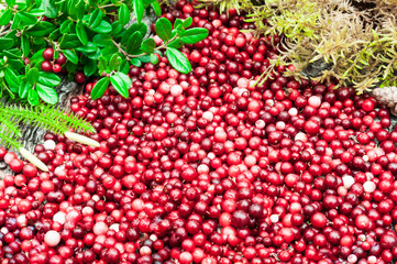 Berries cranberries on a pine bark. The composition is decorated with moss and a lichen. View from above. background blur.