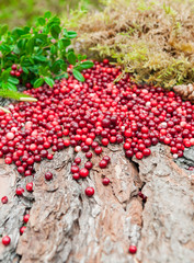 Berries cranberries on a pine bark. The composition is decorated with moss and a lichen. View from above. background blur.