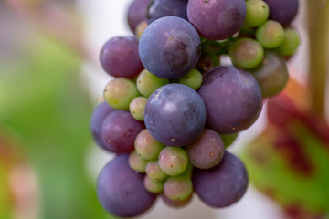 Wine grapes in nature.