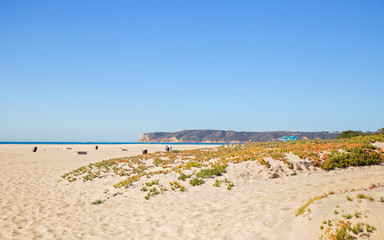 Tropical plants on a deserted sandy beach eith distant mountains and a narrow strip of ocean in a sunny springtime landscape in San Diego