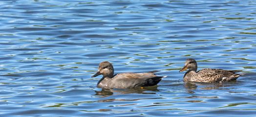 Male and Female duck swimming