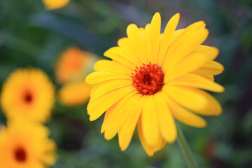 Yellow flower in the garden