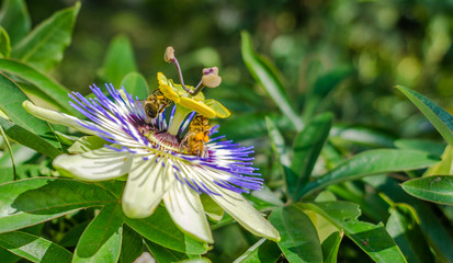 Bluecrown passionflower (Passiflora caerulea) flower,. Bees pollinating on a flower of passiflora