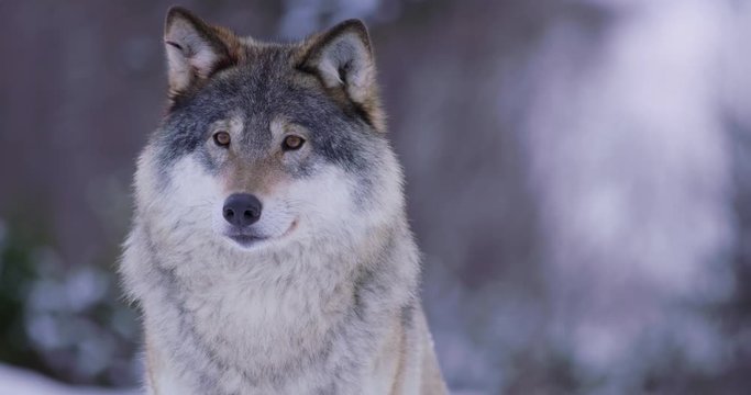 Portrait of beautiful wolf in snowy forest
