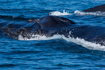 Fototapeta premium Humpback whale