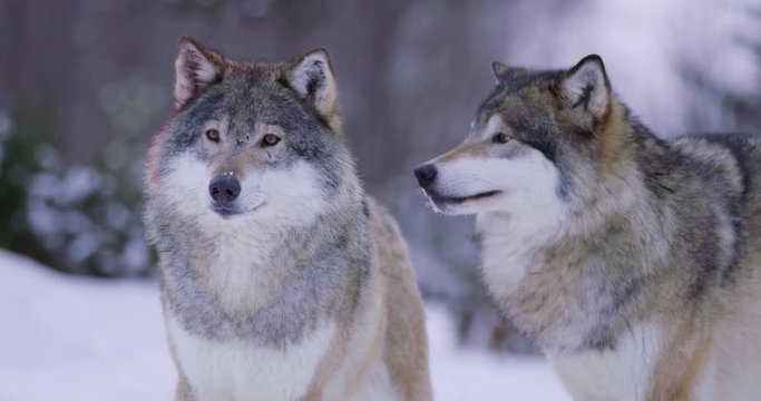 Portrait of wounded alpha standing with wolf pack