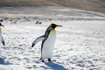 Plakat penguin in the arctic