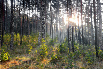 jesienny poranek w lesie - obrazy, fototapety, plakaty