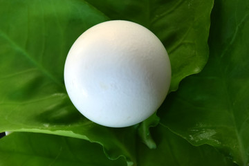 egg in green leaf