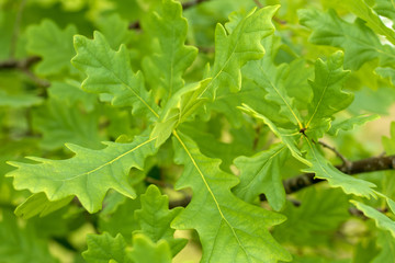 Green leaves of an oak.