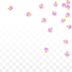 Vector Realistic Pink Petals Falling on Transparent Background.  Spring Romantic Flowers Illustration. Flying Petals. Sakura Spa Design. Blossom Confetti.