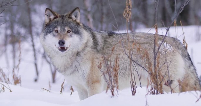 Close-up of a lone wolf patrolling pack territory